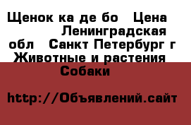 Щенок ка де бо › Цена ­ 50 000 - Ленинградская обл., Санкт-Петербург г. Животные и растения » Собаки   